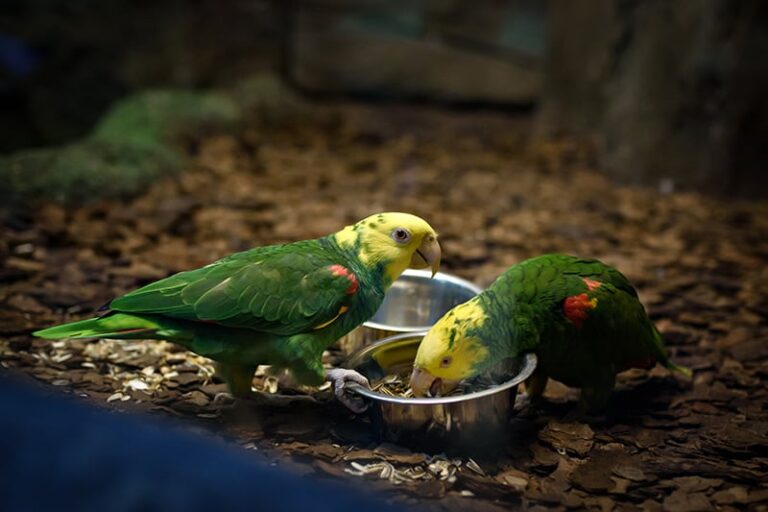 View of What Should Be Put On the Floor of an Aviary? (Answered!) - Bird Gap