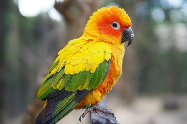 Why Is My Sun Conure Making Weird Noises? (Let’s Find Out)