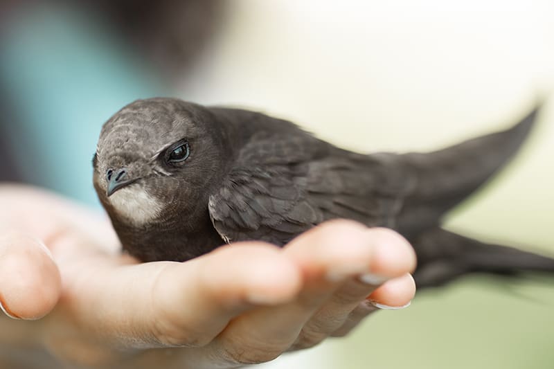 How To Start a Non-Profit Bird Sanctuary (Complete Guide)