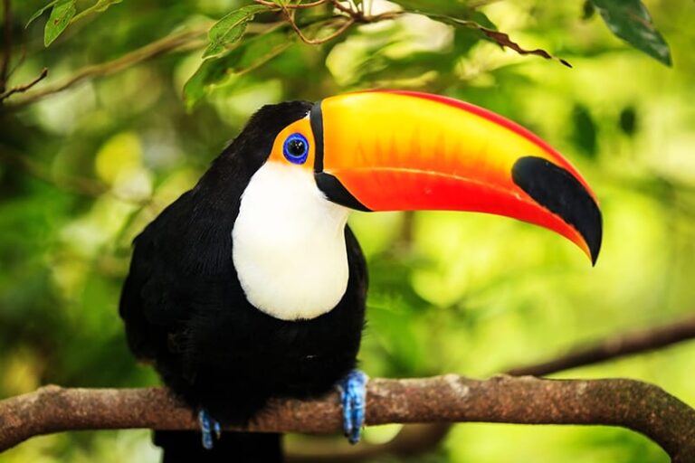 Does Florida Have Any Toucans What You Need To Know