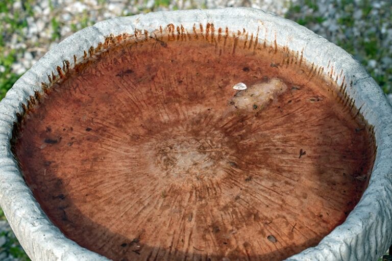 Why Do Bird Baths Turn Red? 6 Best Solutions (Explained)