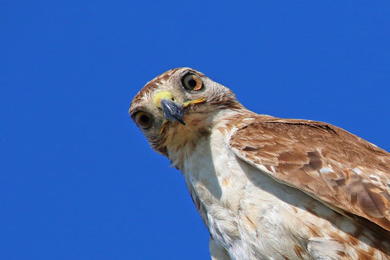Are Hawks Dangerous to Humans? (Let’s Find Out) (2023)