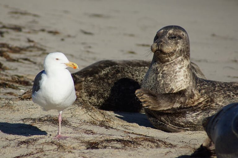 Is It Illegal To Feed Beach Birds in California? (Explained)