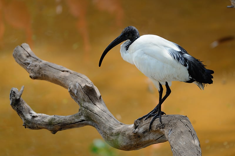 Are Ibis Birds Invasive to Florida? Here’s The Truth