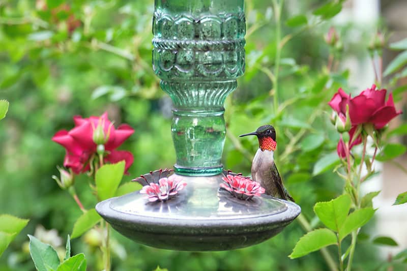 Are Glass Hummingbird Feeders Worth It? (Here’s The Truth)