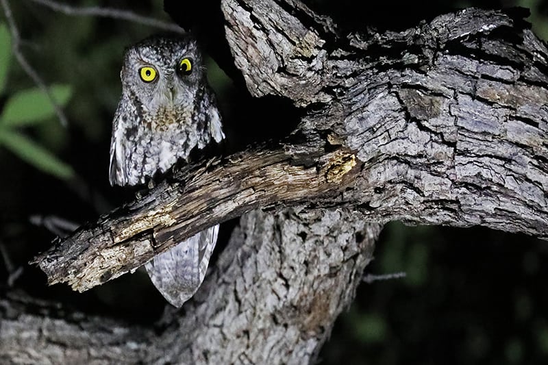 Why Do Owls Have Exceptional Night Vision? (Explained)